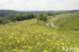 Groot streepzaad (Crepis biennis)