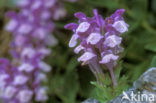 Large Selfheal (Prunella grandiflora)