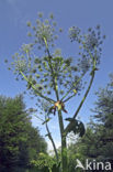 Garden Angelica (Angelica archangelica)