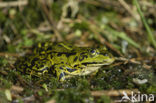 Grote groene kikker