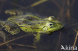 Lake Frog (Rana ridibunda