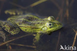 Grote groene kikker