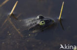 Grote groene kikker