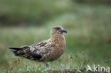 Grote Jager (Stercorarius skua)