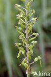 Grote keverorchis (Neottia ovata