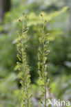 Grote keverorchis (Neottia ovata