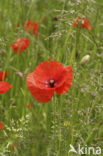 Grote klaproos (Papaver rhoeas)