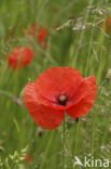 Grote klaproos (Papaver rhoeas)