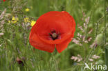 Grote klaproos (Papaver rhoeas)