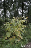 Greater Burdock (Arctium lappa)