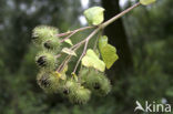 Greater Burdock (Arctium lappa)