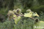 Greater Burdock (Arctium lappa)