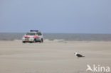 Grote Mantelmeeuw (Larus marinus) 