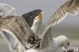 Grote Mantelmeeuw (Larus marinus) 