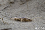 Striped Earwig (Labidura riparia)