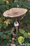 Parasol (Macrolepiota procera)