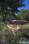 Grote parasolzwam (Macrolepiota procera)