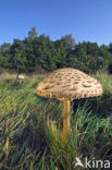 Grote parasolzwam (Macrolepiota procera)