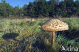 Parasol (Macrolepiota procera)