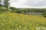 Greater Yellow-rattle (Rhinanthus angustifolius)