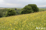 Greater Yellow-rattle (Rhinanthus angustifolius)