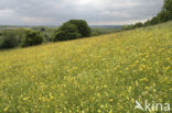 Greater Yellow-rattle (Rhinanthus angustifolius)