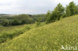 Greater Yellow-rattle (Rhinanthus angustifolius)