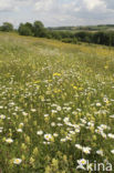 Greater Yellow-rattle (Rhinanthus angustifolius)