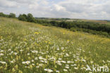 Greater Yellow-rattle (Rhinanthus angustifolius)