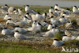 Grote Stern (Sterna sandvicensis) 