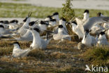 Grote Stern (Sterna sandvicensis) 