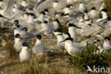 Grote Stern (Sterna sandvicensis) 