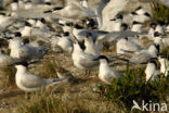 Grote Stern (Sterna sandvicensis) 