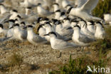 Grote Stern (Sterna sandvicensis) 