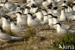 Grote Stern (Sterna sandvicensis) 