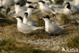 Grote Stern (Sterna sandvicensis) 