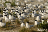 Grote Stern (Sterna sandvicensis) 