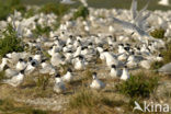 Grote Stern (Sterna sandvicensis) 