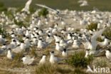 Grote Stern (Sterna sandvicensis) 