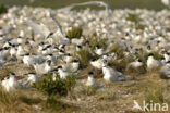 Grote Stern (Sterna sandvicensis) 
