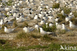 Grote Stern (Sterna sandvicensis) 