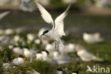 Grote Stern (Sterna sandvicensis) 