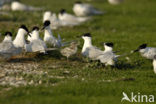 Grote Stern (Sterna sandvicensis) 