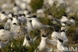 Grote Stern (Sterna sandvicensis) 