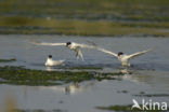 Grote Stern (Sterna sandvicensis) 