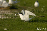 Grote Stern (Sterna sandvicensis) 