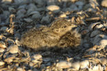 Grote Stern (Sterna sandvicensis) 