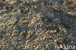 Sandwich Tern (Sterna sandvicensis)