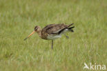 Grutto (Limosa limosa) 