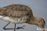 Grutto (Limosa limosa) 